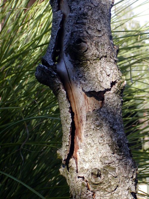 tree old bark