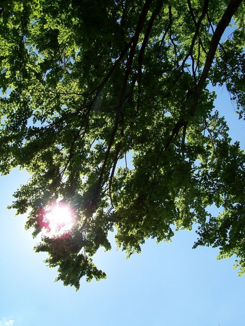 tree leaves sky