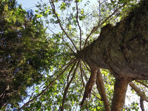 tree sky nature