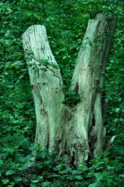 tree trunk tree trunk