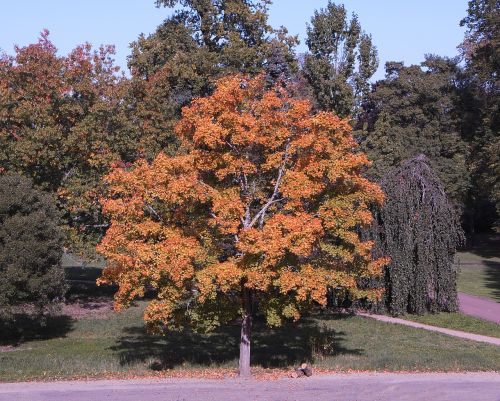 tree fall colors