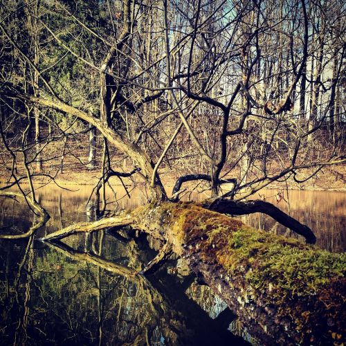 tree forest nature