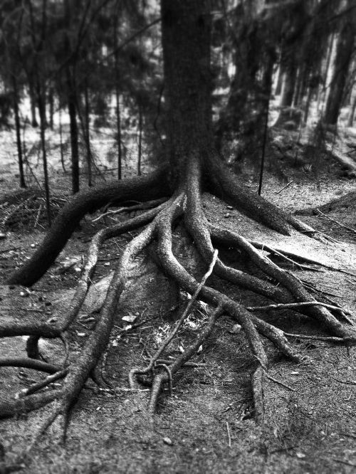 tree nature roots