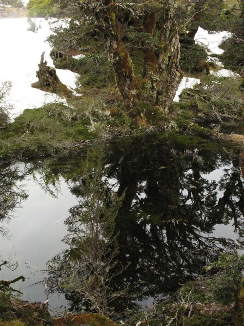 tree mountain reflection