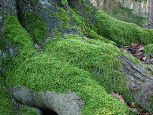 tree root moss