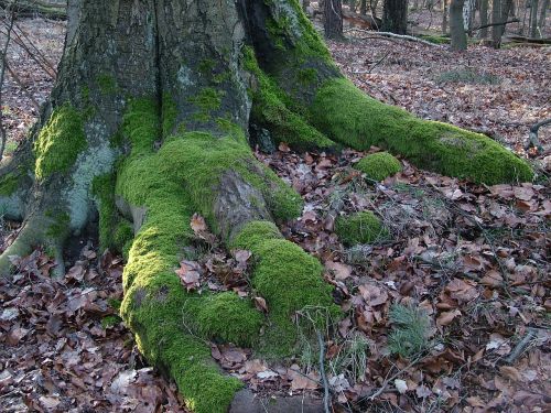 tree root moss