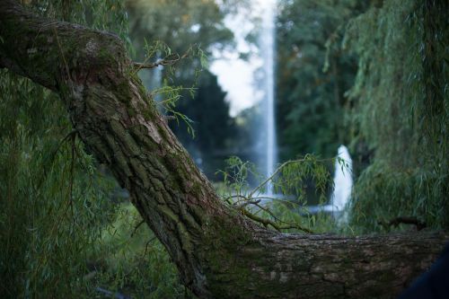 tree forest summer