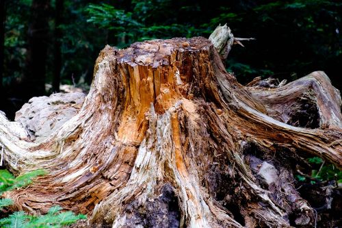 tree forest nature