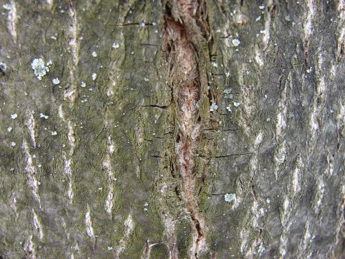 tree bark wood