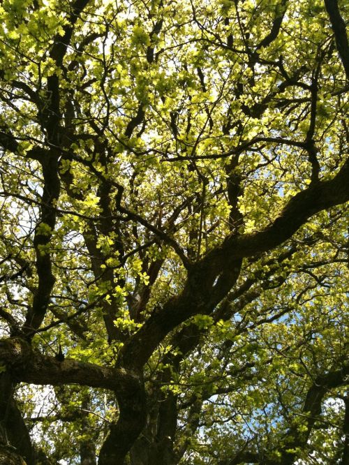 tree oak branch