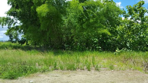 tree bamboo tourism