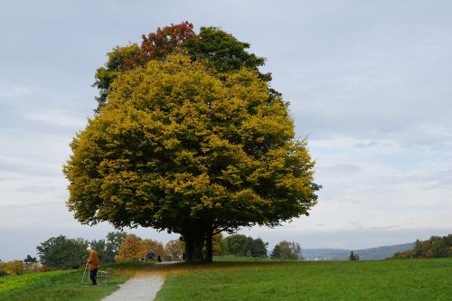 tree autumn hiking