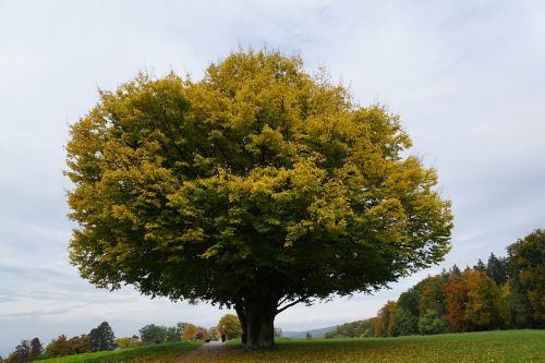 tree meadow autumn