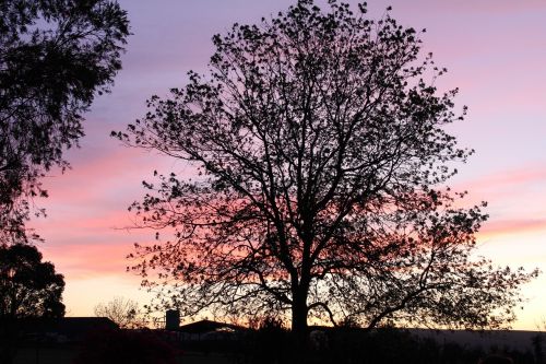 tree tree silhouette sunset