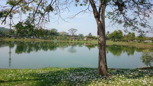 tree flowering lake