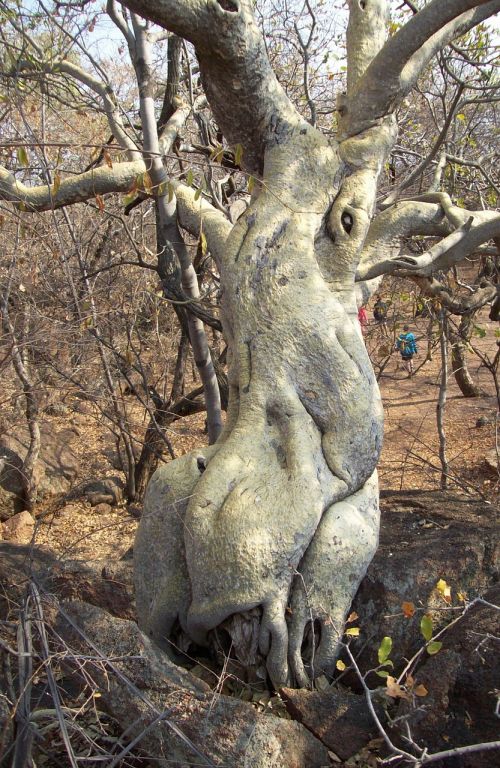 tree bark bush