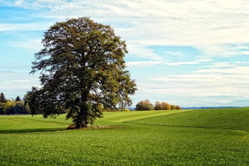 tree individually landscape