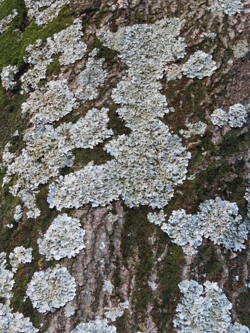 tree moss nature