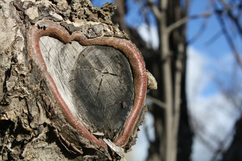 tree summer heart