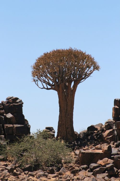 tree namibia landscape