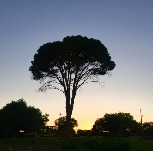 dusk evening park