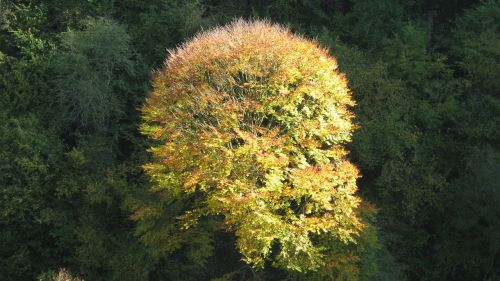 tree autumn leaf