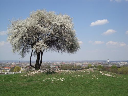 tree nature spring