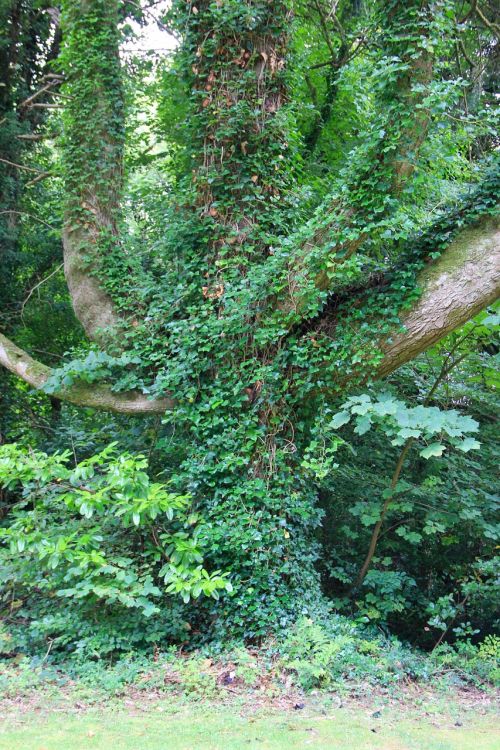 tree nature branches