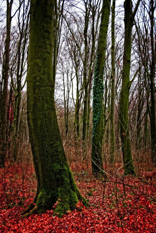 tree forest weird