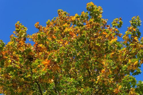 tree leaves maple