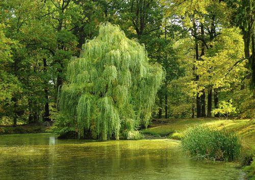 tree pond willow