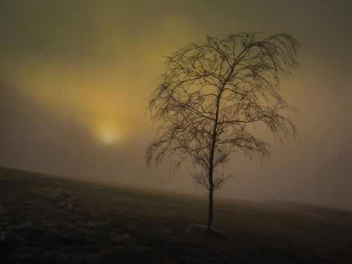 tree fog nature