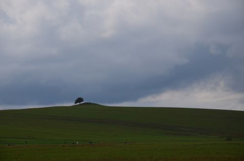 tree loneliness nature