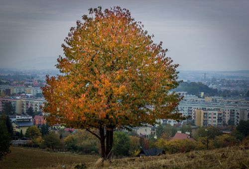tree fall color