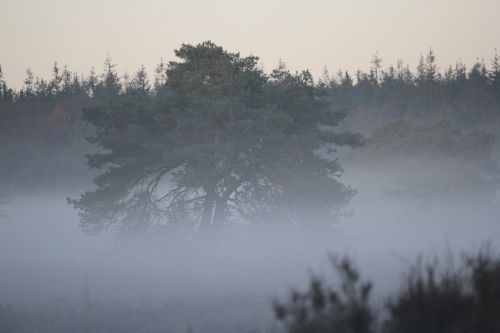 tree patch fog mystical