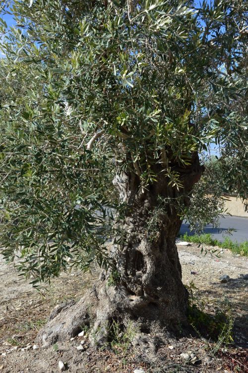 tree olive nature