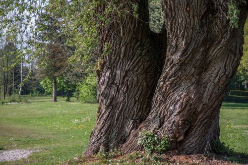 tree log gnarled