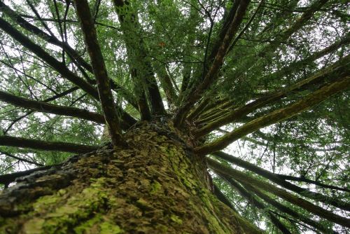 tree nature forest