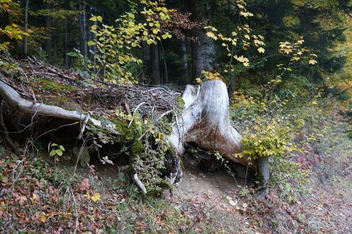 tree root wood