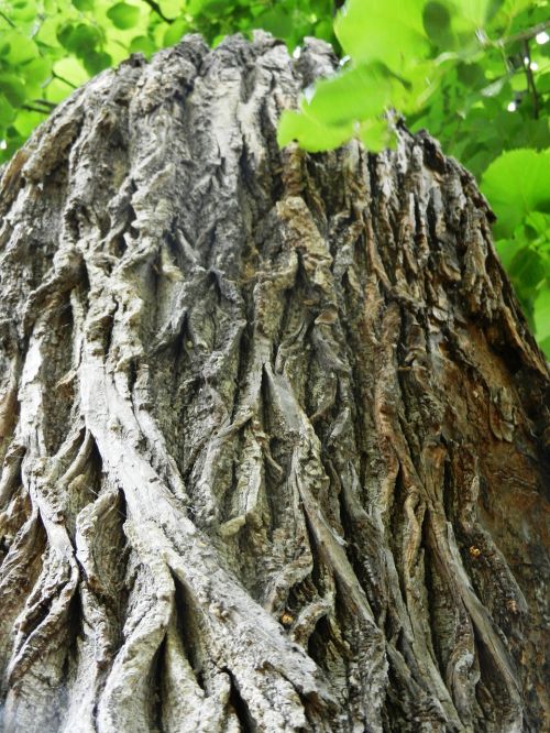 tree konar texture