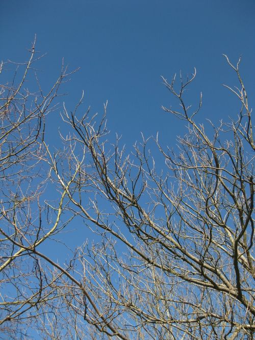 tree nature branches