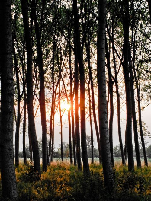 tree forest landscape