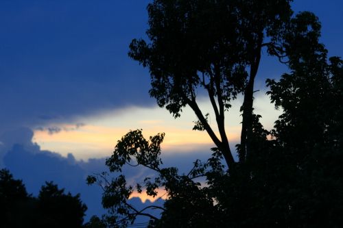 Tree Against Blue Sky And Cloud