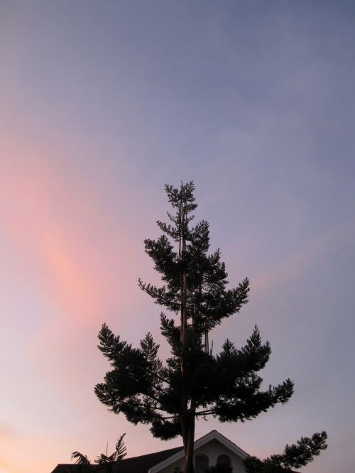 Tree Against Dawn