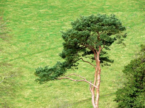 Tree Against Green Grass