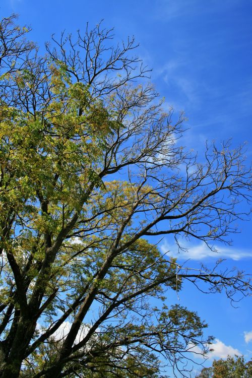 Tree Against The Blue Sky