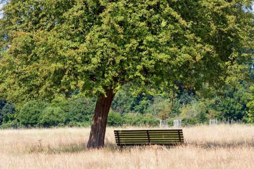 Tree And Bench