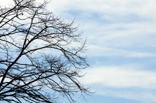 Tree And Blue Sky