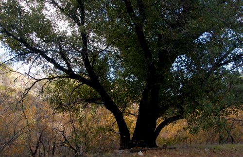 Tree And Golden Meadow