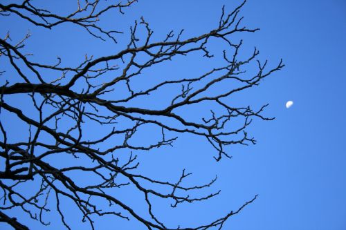 Tree &amp; Half Moon Against Blue Sky